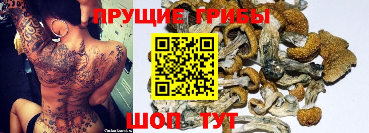 Новошахтинск  Псилоцибиновые грибы прущие грибы  Вход с VPN  Псилоцибиновые грибы Psilocybine cubensis 